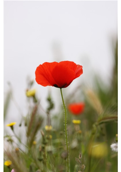 coquelicot rouge.JPG
