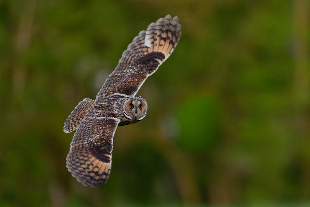 DSC_5940_DxO.jpg