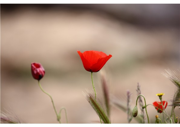 coquelicots.JPG