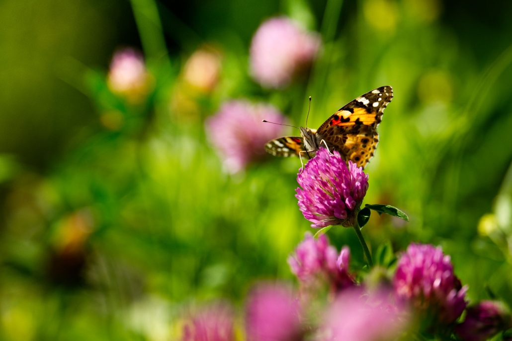 _DSC9016.jpg