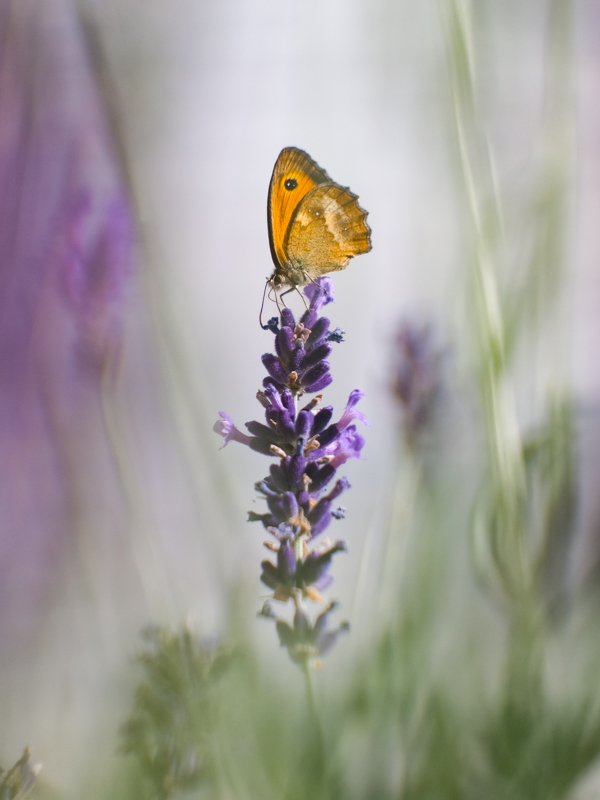concours_photo_papillon_LydieF_1.jpg