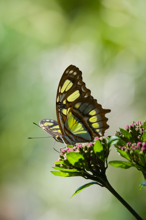 concours_photo_papillon_LydieF_2.jpg