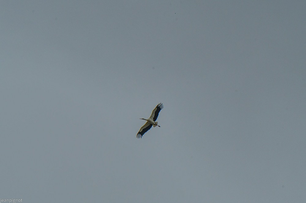 N11 cigogne.JPG