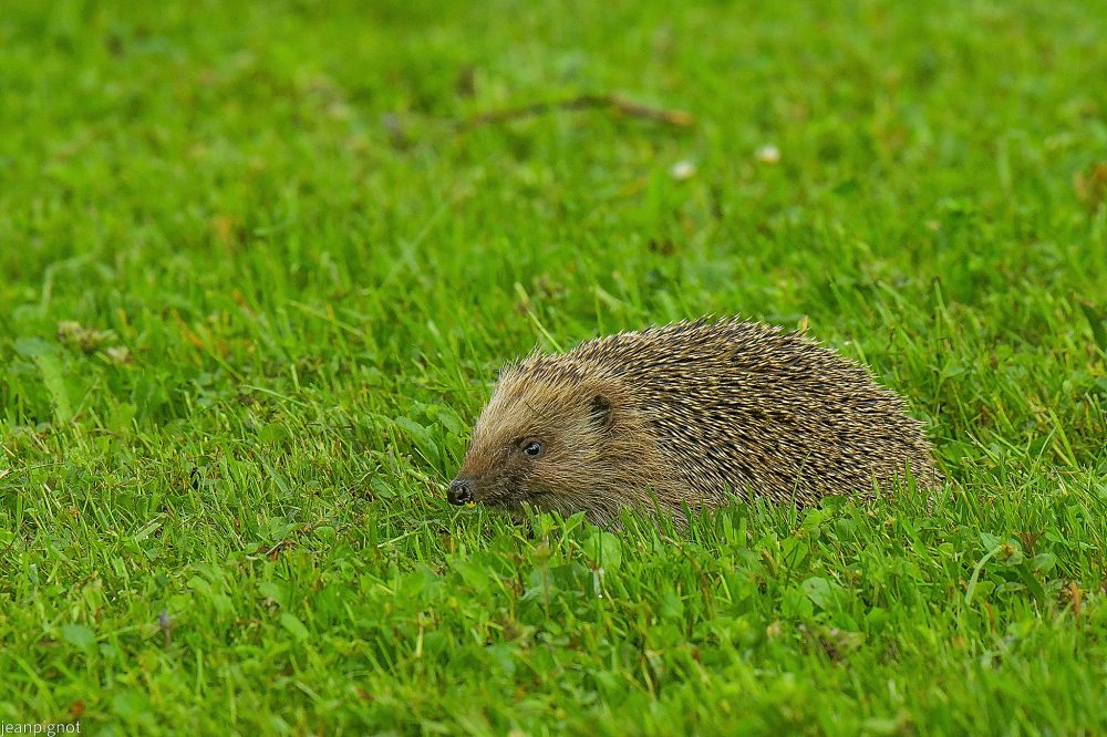 DSC_0028_001DSC_0028.JPG