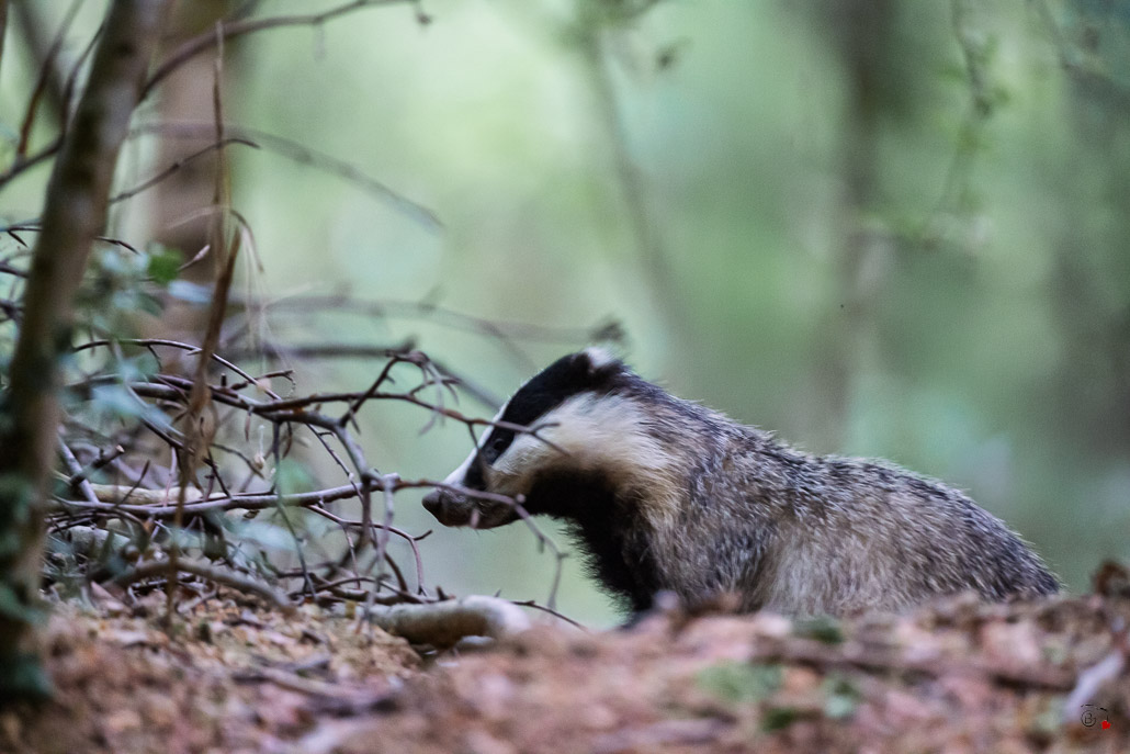 Blaireau Européen (Meles meles) Badger-3.jpg