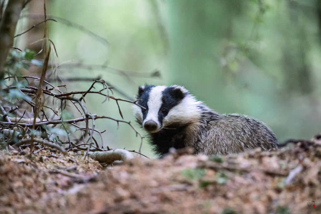 Blaireau Européen (Meles meles) Badger-11.jpg