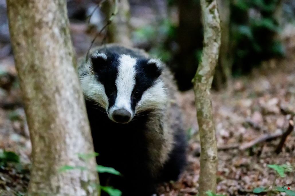 Blaireau Européen (Meles meles) Badger-17.jpg