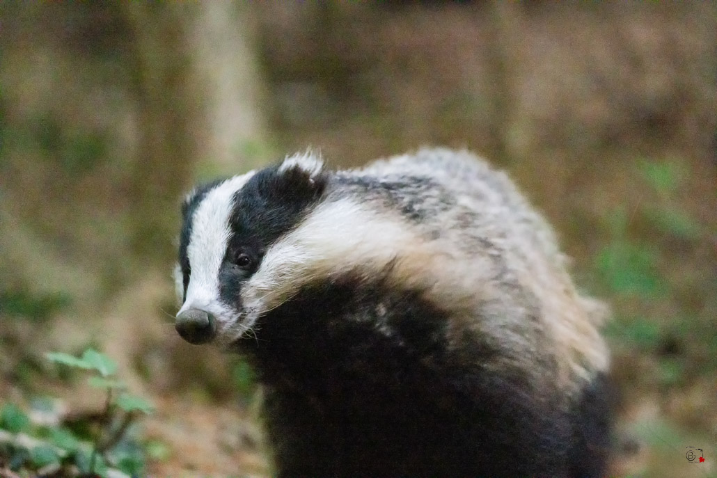 Blaireau Européen (Meles meles) Badger-19.jpg
