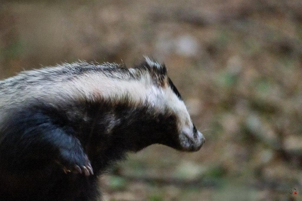 Blaireau Européen (Meles meles) Badger-21.jpg