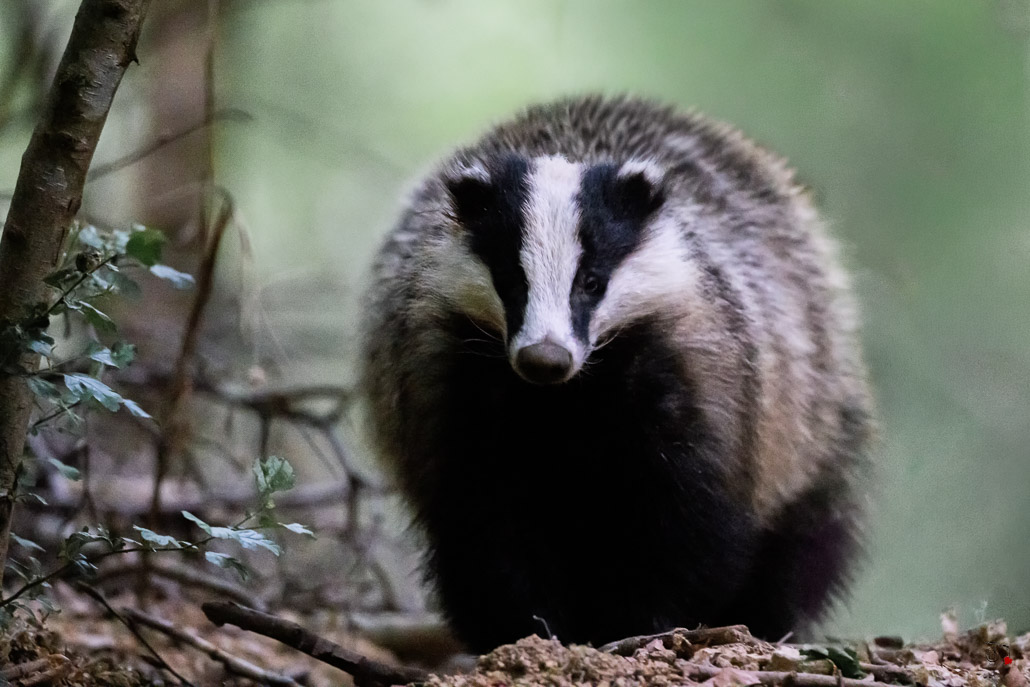 Blaireau Européen (Meles meles) Badger-27.jpg