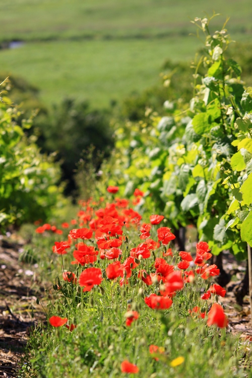 coquelicot 1.jpg