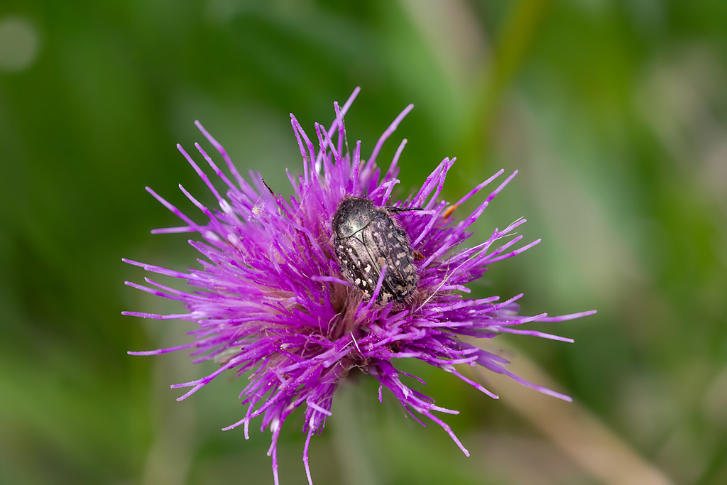 cétoine funeste (Oxythyrea funesta) 10.jpg