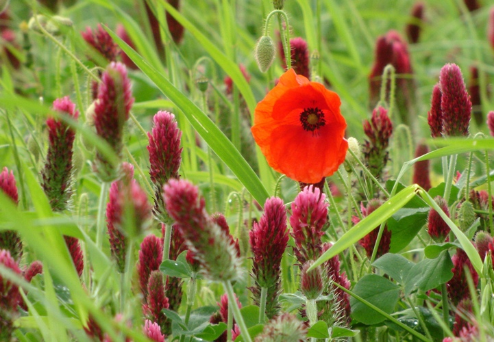 coquelicot 2.jpg