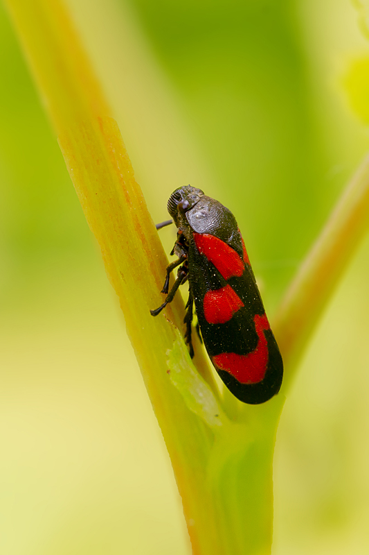 Cercopis vulnerata.jpg