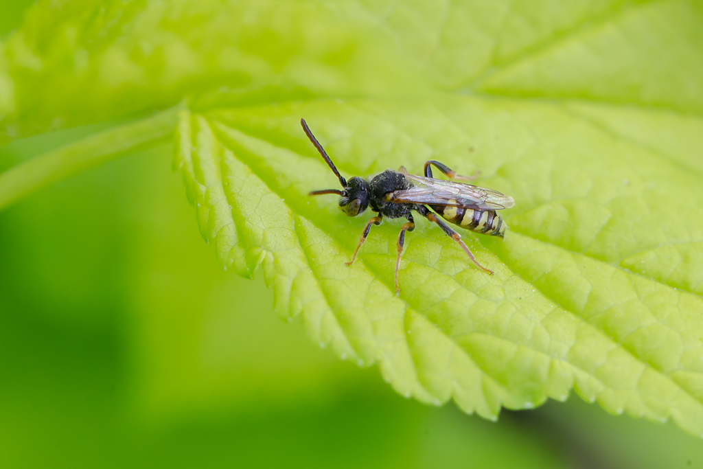 Nomada sp.jpg