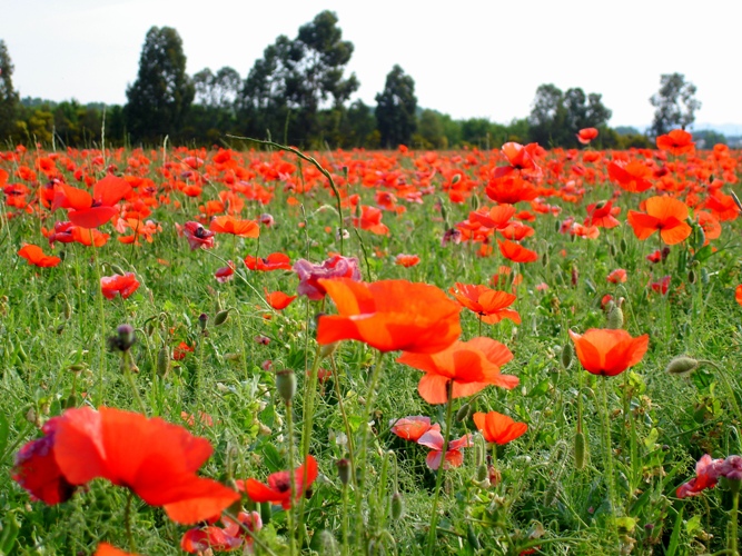 coquelicot 3.jpg
