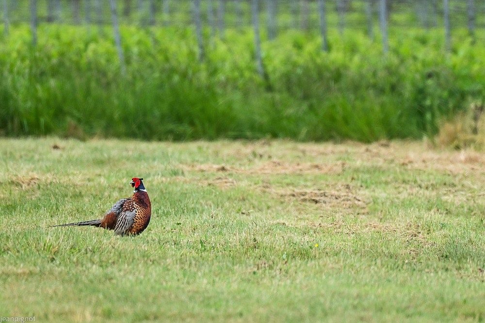 N4 faisant de colchide.JPG