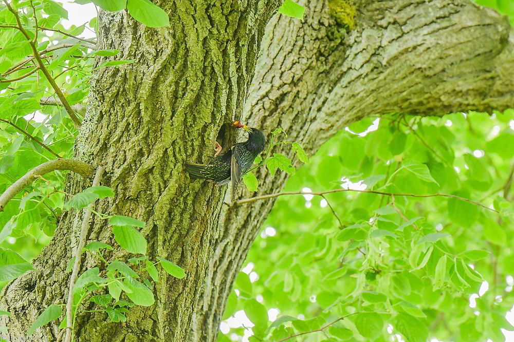 DSC_0500_001DSC_0500_02.JPG