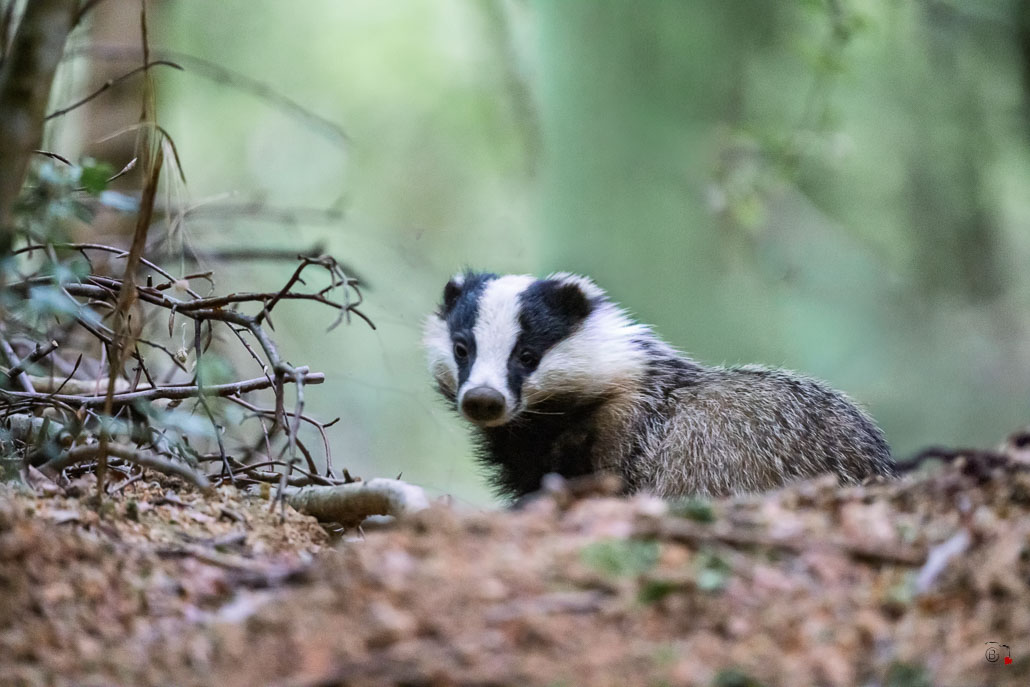 Blaireau Européen (Meles meles) Badger-11.jpg