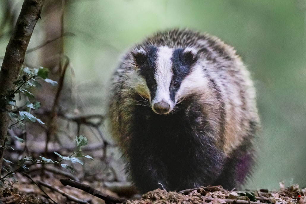 Blaireau Européen (Meles meles) Badger-27.jpg