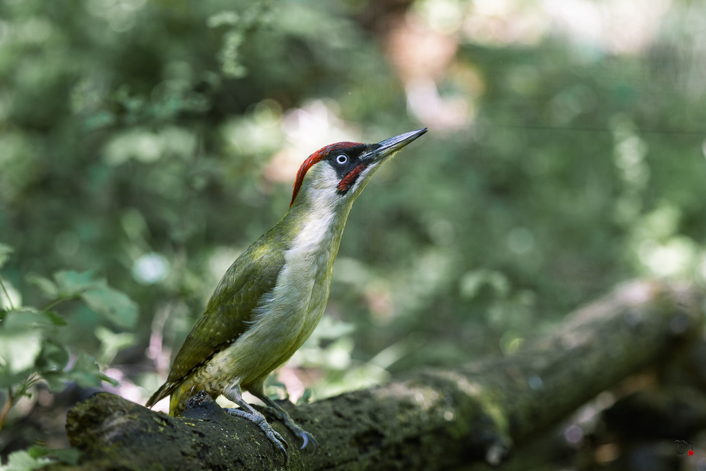 Pic Vert (Picus viridis) - Eurasian Green Woodpecker-299.jpg