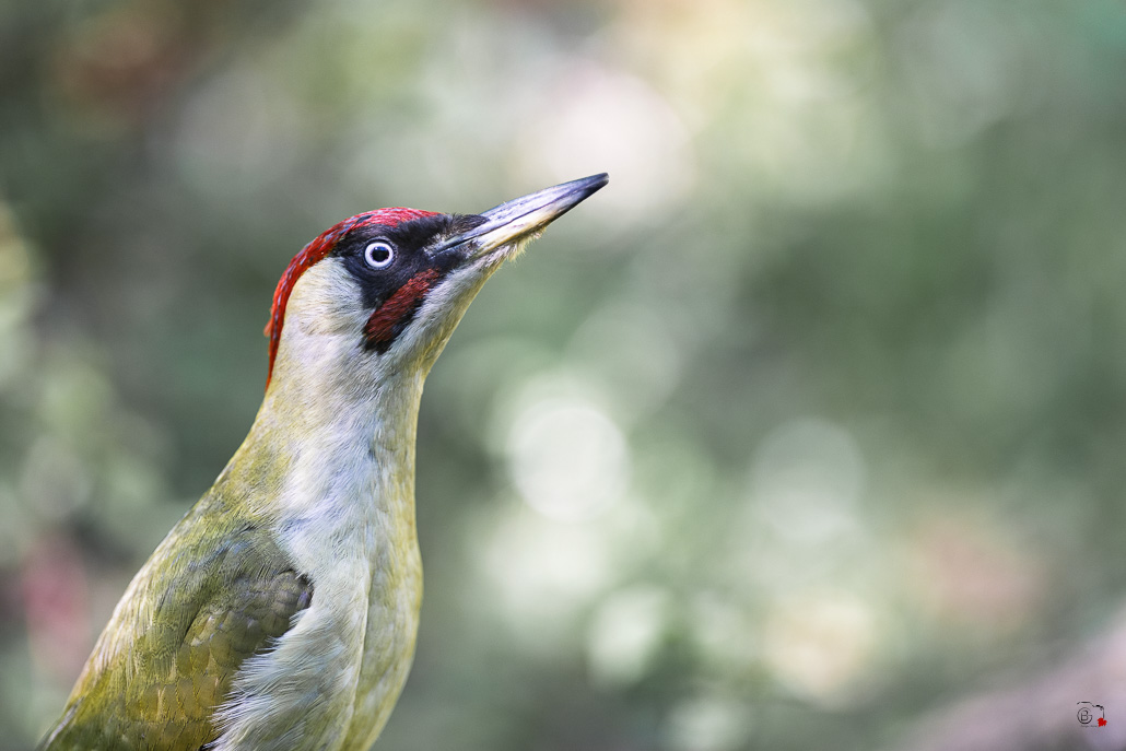 Pic Vert (Picus viridis) - Eurasian Green Woodpecker-304.jpg