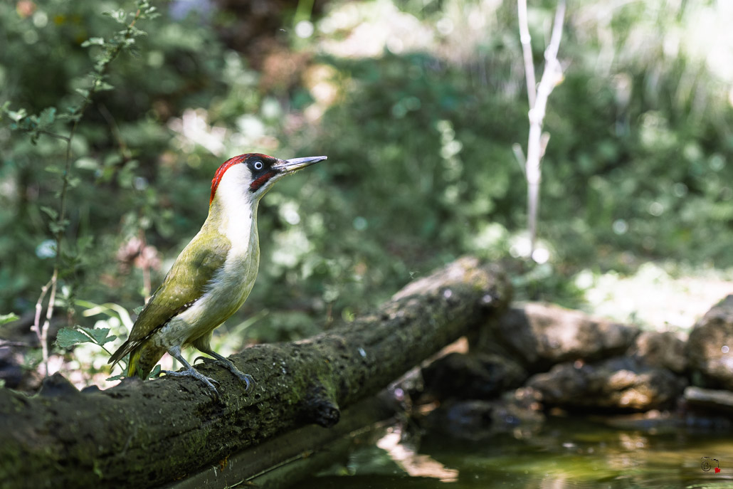 Pic Vert (Picus viridis) - Eurasian Green Woodpecker-305.jpg