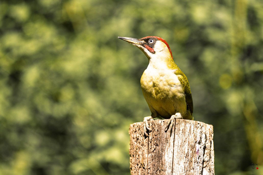 Pic Vert (Picus viridis) - Eurasian Green Woodpecker-312.jpg