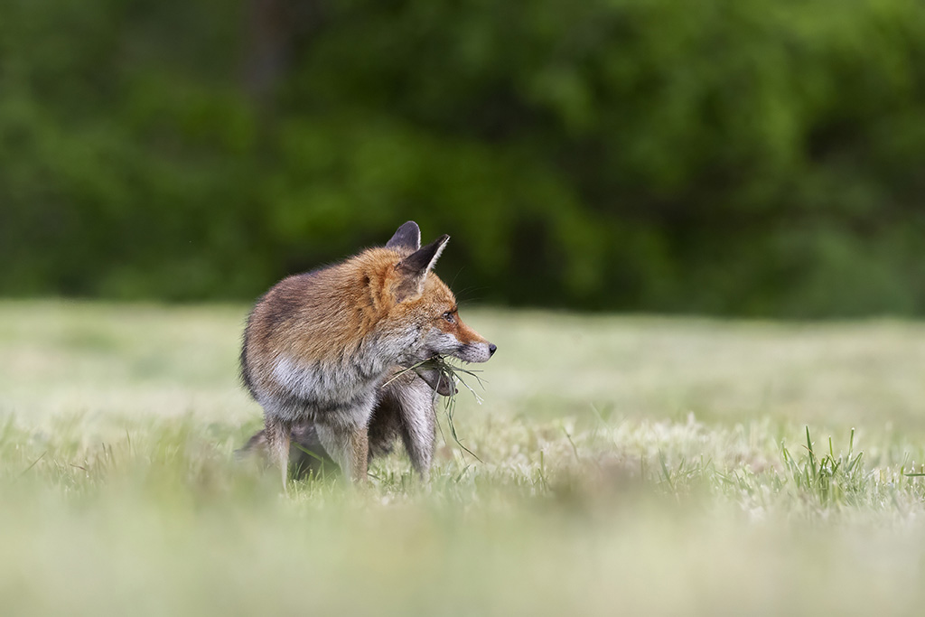 renard1.jpg