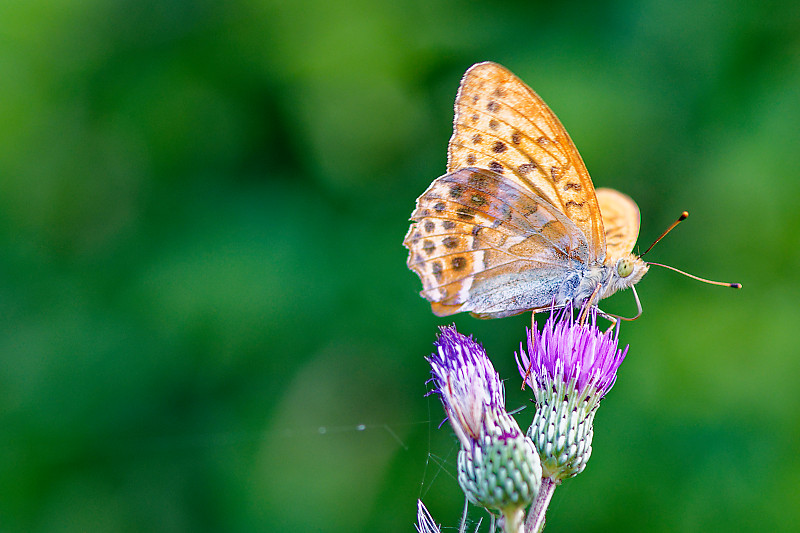 DSC_4706_DxO.jpg
