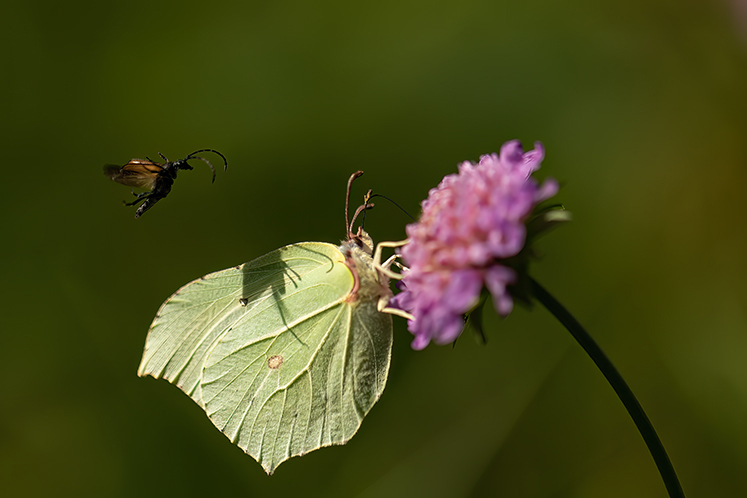 papillon 1.jpg