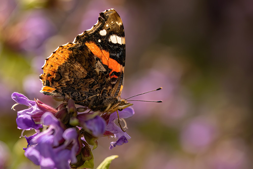 papillon 3.jpg