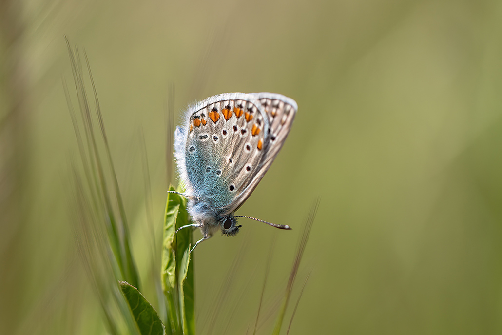 Papillon AD1.jpg
