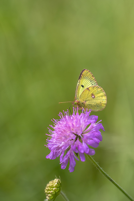 Papillon AD3.jpg