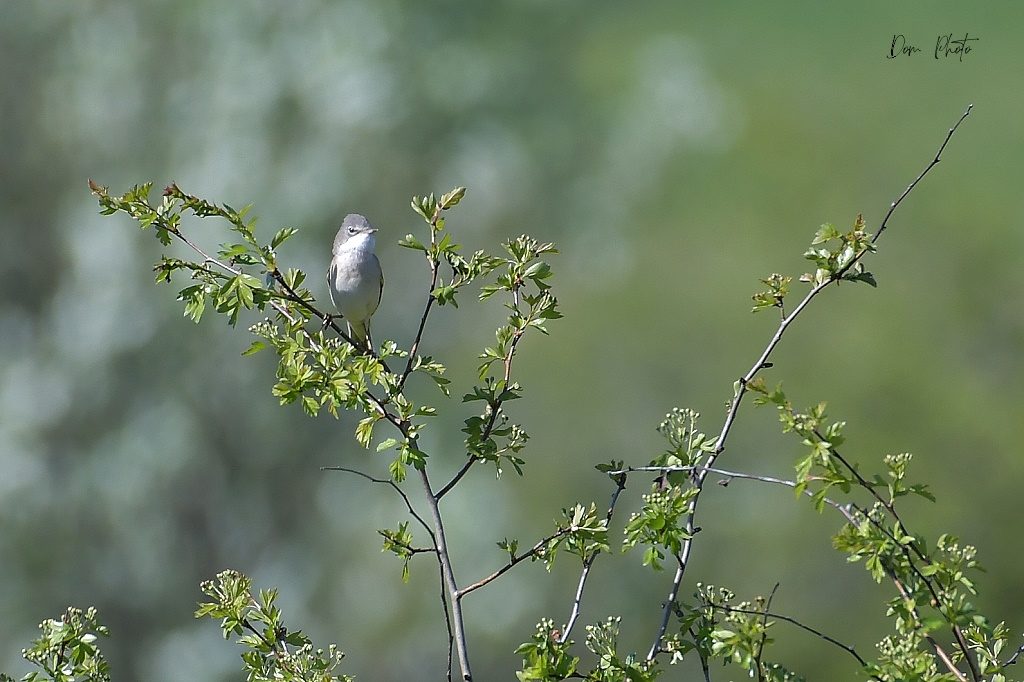 DSC_3617IN.jpg