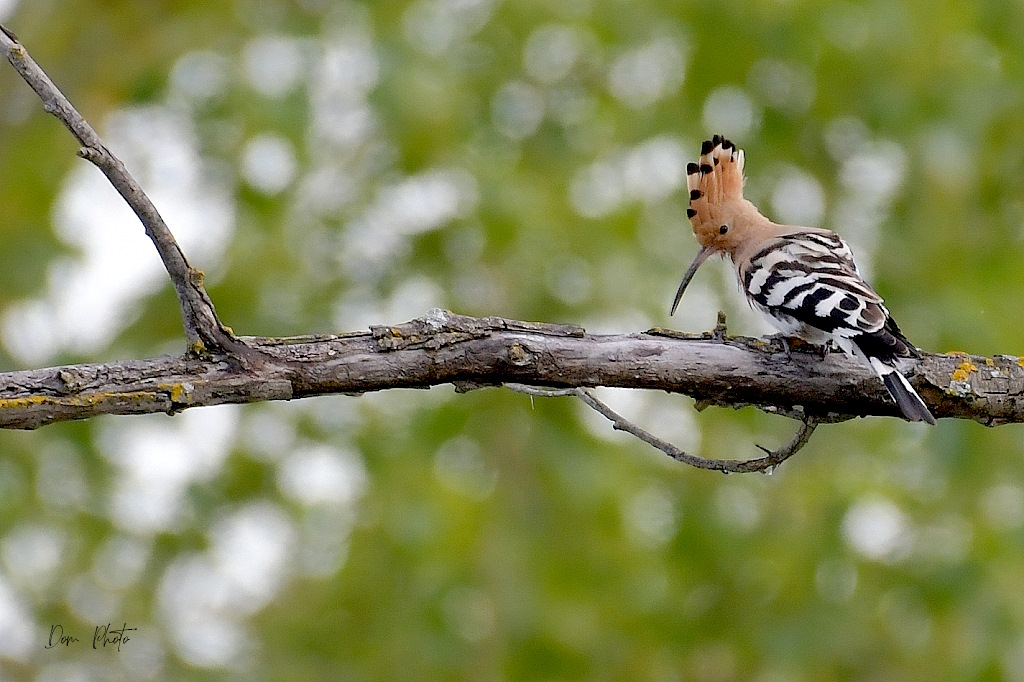 DSC_3702IN.jpg