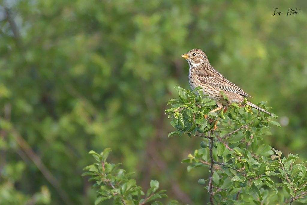 DSC_3684IN.jpg