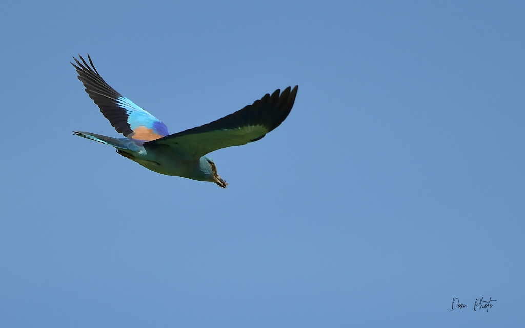 DSC_3783IN.jpg