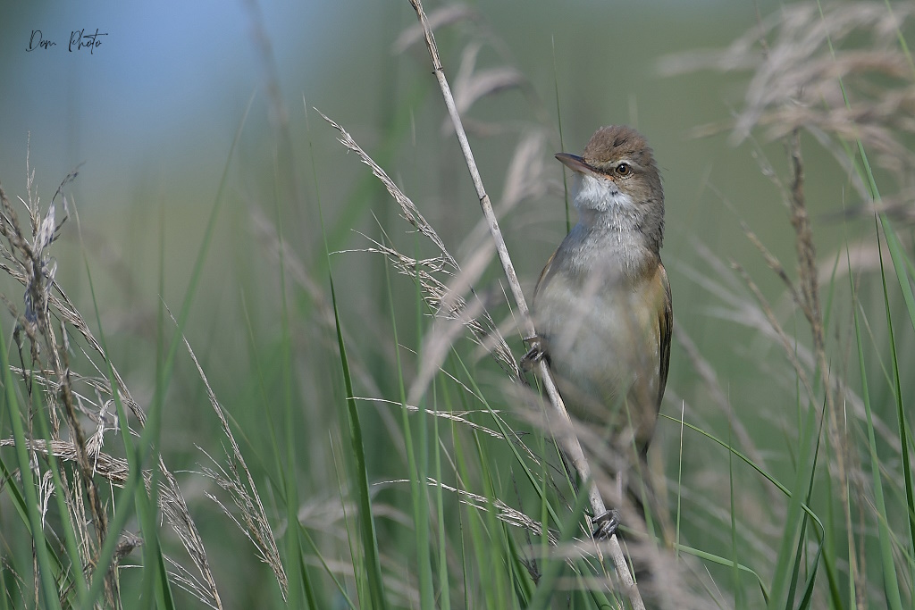 DSC_3834IN.jpg