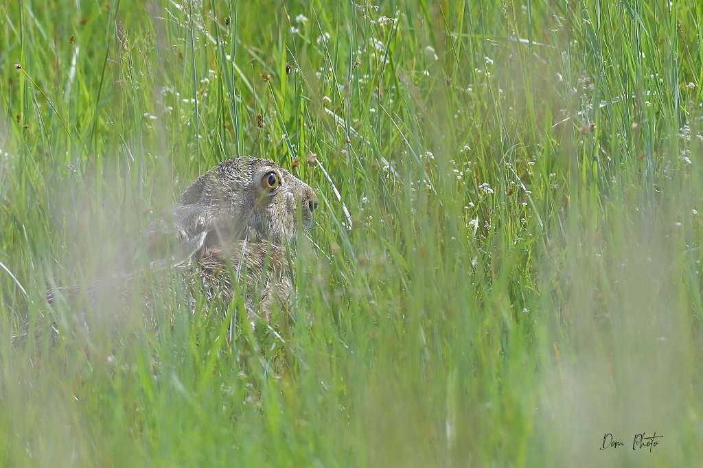 DSC_3750IN.jpg