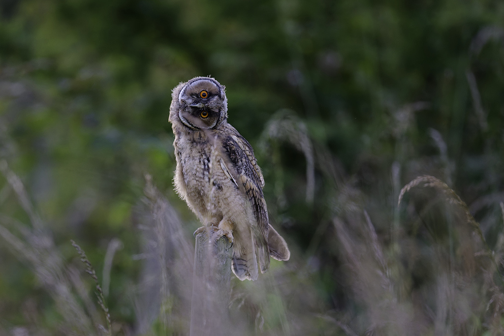 DSC_4420_DxO-1.jpg