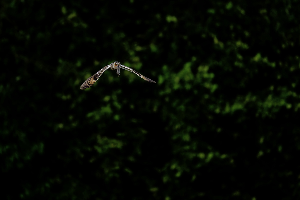 DSC_4678_DxO.jpg