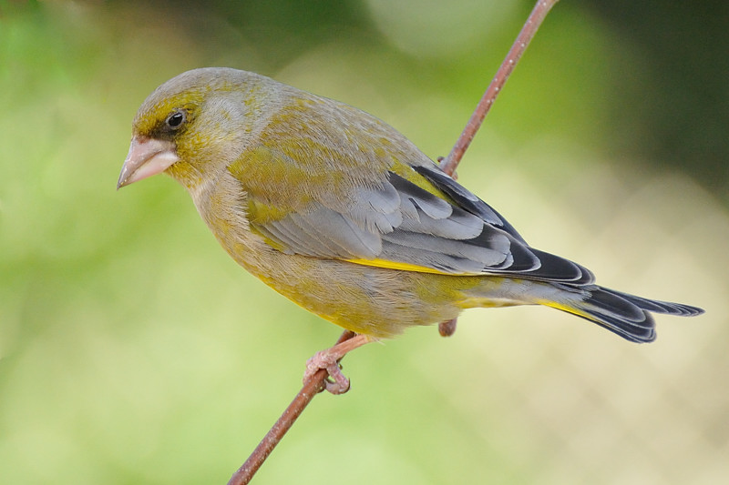 Monsieur Verdier.jpg