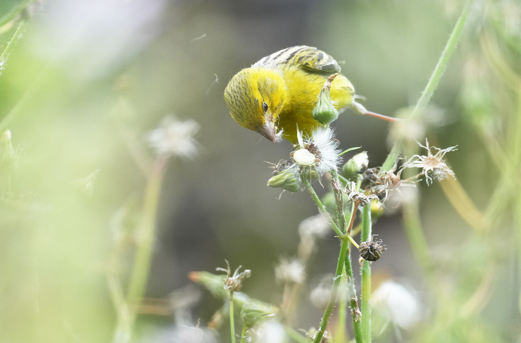 A7503874-r.jpg