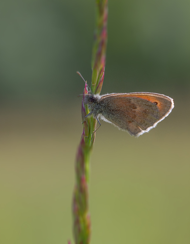 Papillon. Fadet commun_.jpg
