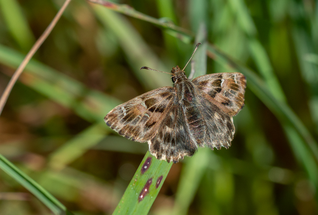 Papillon. Hespérie de Alcée. Carcharodus alceae..jpg
