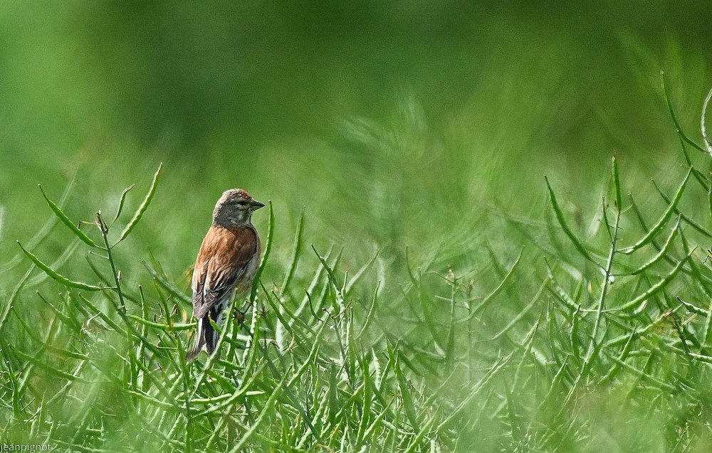 N9 linotte melodieuse.JPG