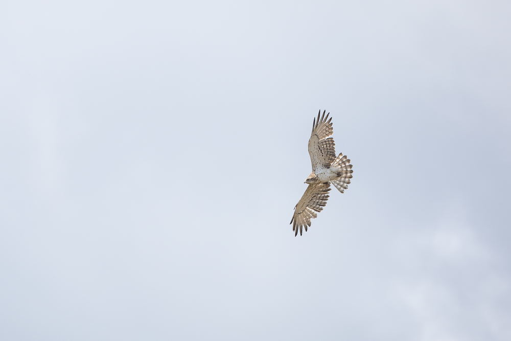 IMG_8350.jpg