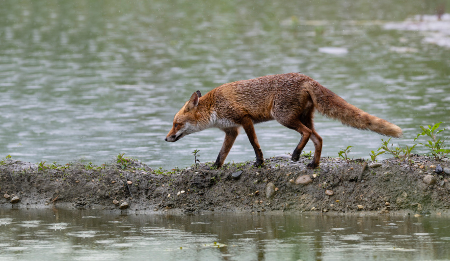 Renard-2026_2.jpg