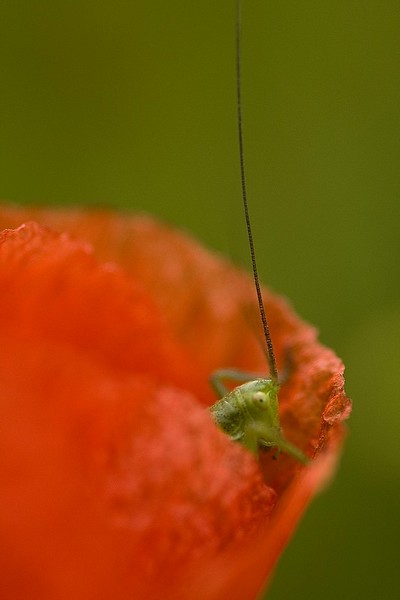 102304Sauterelle3.JPG